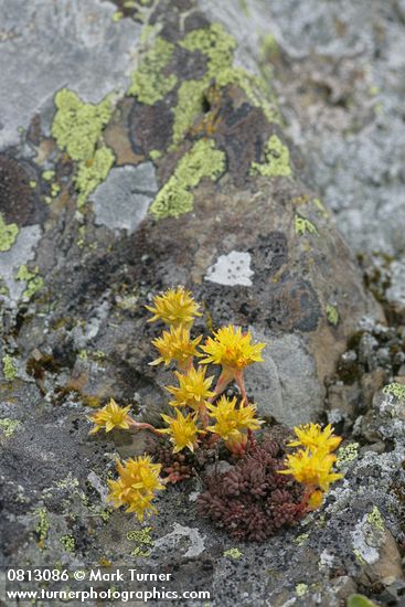Sedum lanceolatum