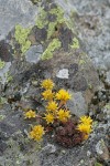 Lanceleaf Stonecrop on lichen-covered rock
