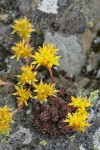 Lanceleaf Stonecrop
