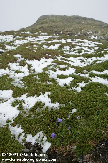 Campanula rotundifolia; Empetrum nigrum