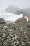 Chowder Ridge & Hadley Glacier alpine habitat view