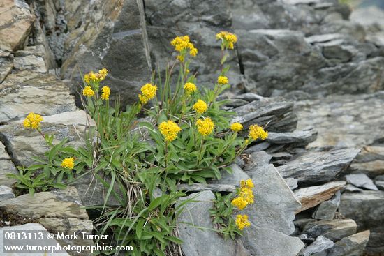 Solidago multiradiata