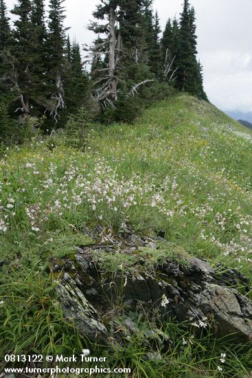 Silene parryi