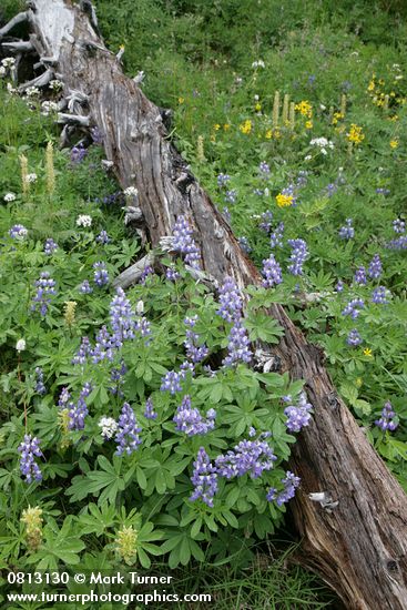 Lupinus latifolius