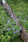 Broadleaf Lupines w/ decaying log, Bracted Lousewort, Sitka Valerian, Mountain Arnica