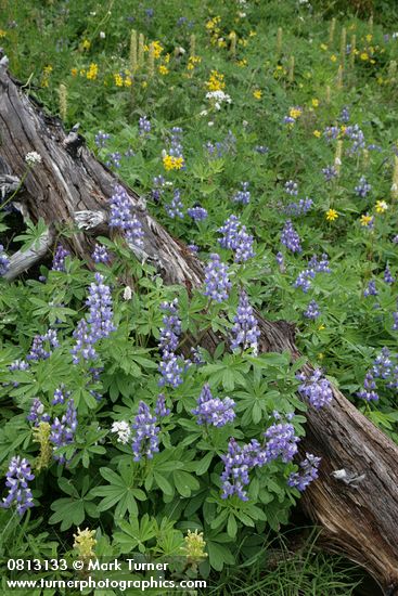 Lupinus latifolius