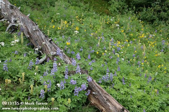 Lupinus latifolius