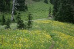 Trail through Mountain Arnica in subalpine meadow w/ conifers bkgnd