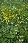 Wandering Daisies w/ Mountain Arnica