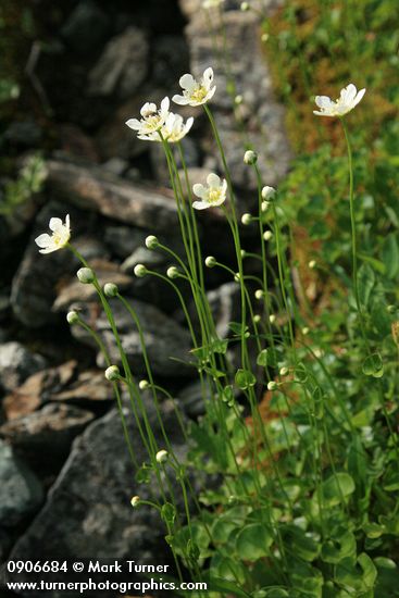 Parnassia fimbriata