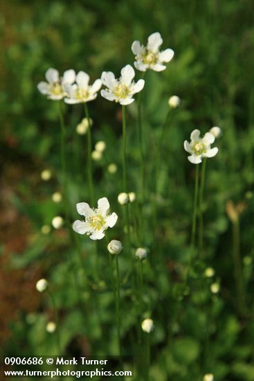 Parnassia fimbriata