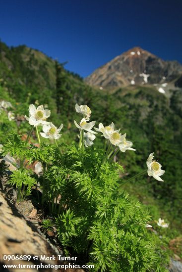 Anemone occidentalis (Pulsatilla occidentalis)