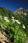 Western Pasque Flowers w/ Mt. Larrabee soft bkgnd