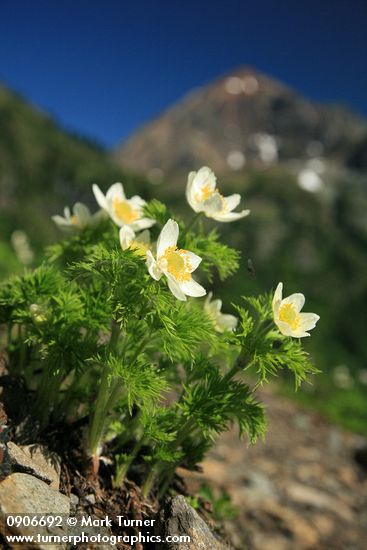 Anemone occidentalis (Pulsatilla occidentalis)