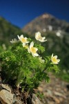Western Pasque Flowers w/ Mt. Larrabee soft bkgnd