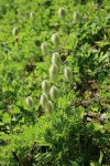 Western Pasque Flower seedheads