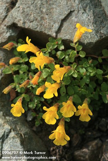 Mimulus tilingii