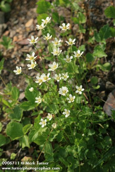 Parnassia fimbriata