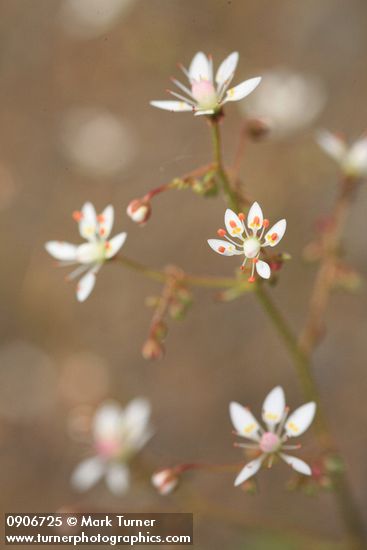 Saxifraga ferruginea