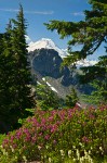 Pink Mountain-heather w/ Mt. Baker bkgnd