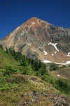 Partridgefoot on rocky ridge w/ Mt. Larrabee bkgnd
