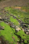 Carpet of moss in wet scree w/ Mountain Monkeyflower & Alpine Willow-herb bkgnd