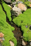 Carpet of moss in wet scree