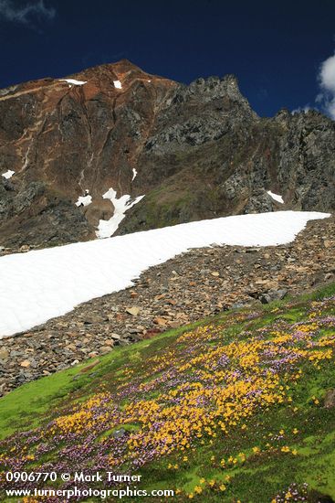 Mimulus tilingii; Epilobium anagallidifolium