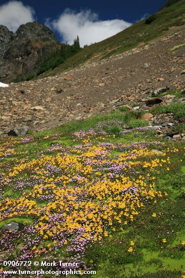 Mimulus tilingii; Epilobium anagallidifolium