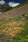 Carpet of Mountain Monkeyflower & Alpine Willow-herb