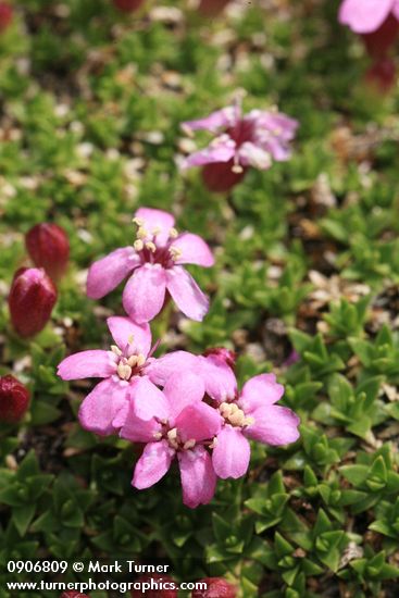 Silene acaulis