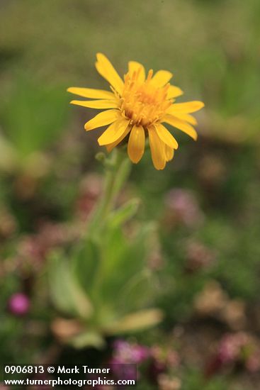 Erigeron aureus