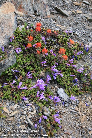 Penstemon davidsonii; Castilleja rupicola