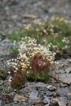 Spotted Saxifrage