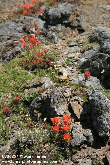 Castilleja rupicola