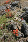 Cliff Paintbrush