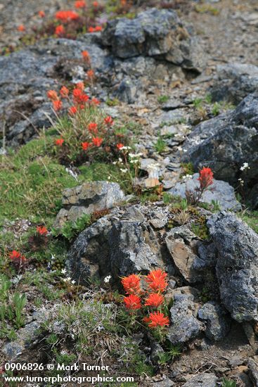 Castilleja rupicola