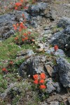 Cliff Paintbrush