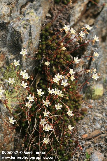 Saxifraga bronchialis
