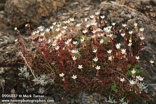 Saxifraga bronchialis