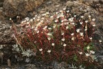 Spotted Saxifrage