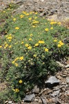 Shrubby Cinquefoil