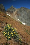 Shrubby Cinquefoil on scree