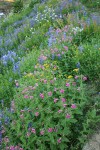 Lewis's Monkeyflowers & Broadleaf Lupines