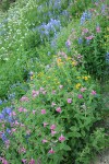 Lewis's Monkeyflowers, Broadleaf Lupines, Arrowleaf Groundsel