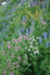 Lewis's Monkeyflowers & Broadleaf Lupines