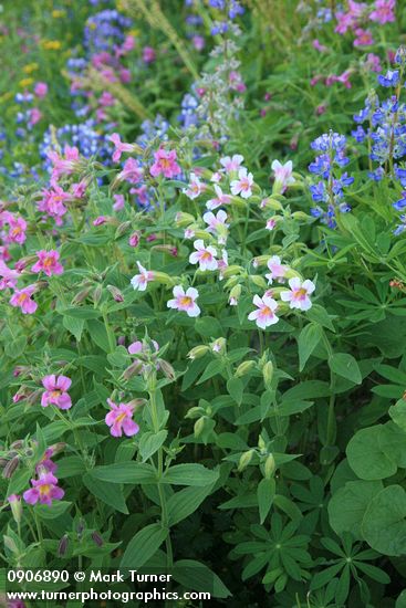 Erythranthe lewisii; Lupinus latifolius