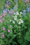 Lewis's Monkeyflowers & Broadleaf Lupines