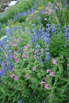 Lewis's Monkeyflowers & Broadleaf Lupines