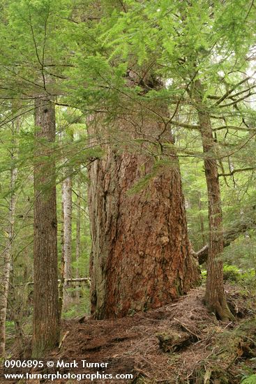 Pseudotsuga menziesii